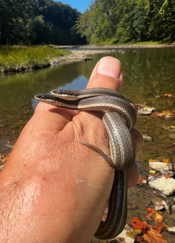 Queen Snakes